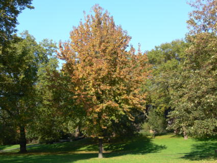 Amber01