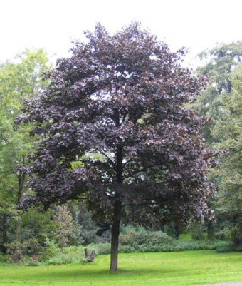 Bergahorn
