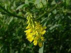Echter_Steinklee0202