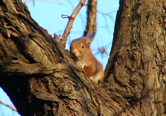 Eichhorn09