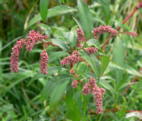 Flohknterich02