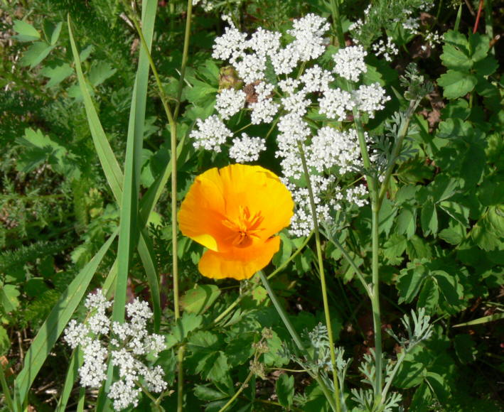 G-Mohn