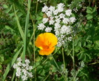 G-Mohn01