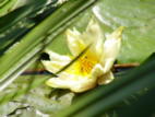 G-Seerose2