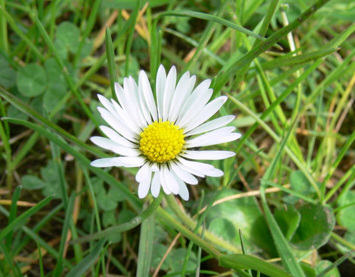 Gnseblume