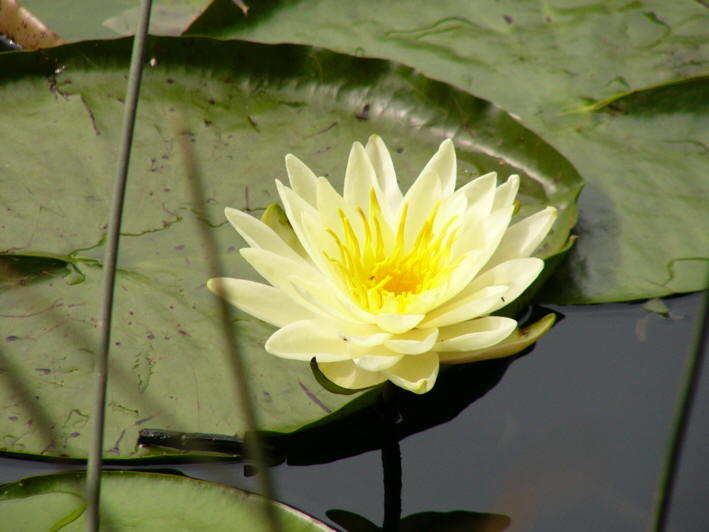 Gelbe-Seerose01