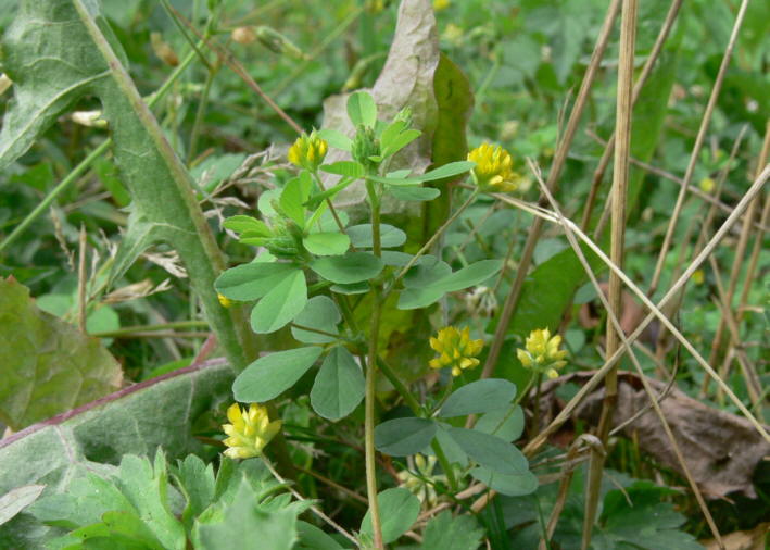 Gelber-Ackerklee