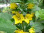 Gilbweiderich01