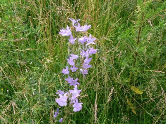 Glockenblumen