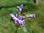Gundermann_2
