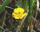 Huflattich1