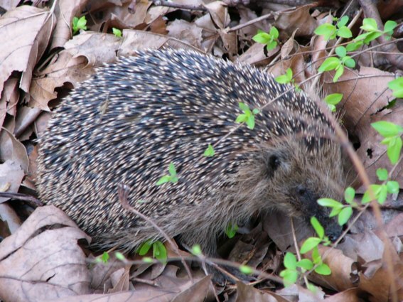 Igel04