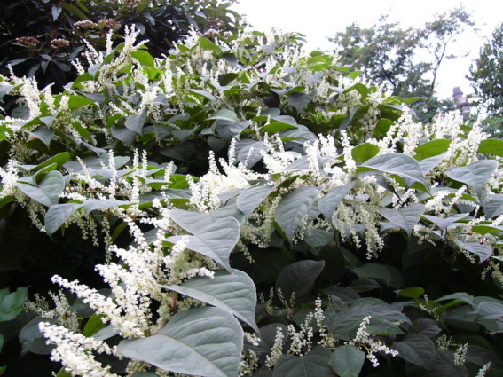 Japanrohr