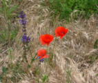 Klatschmohn03