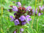 Kleine_Braunelle_2