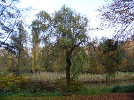 Korkenzieherweide