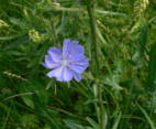 Kornblume2