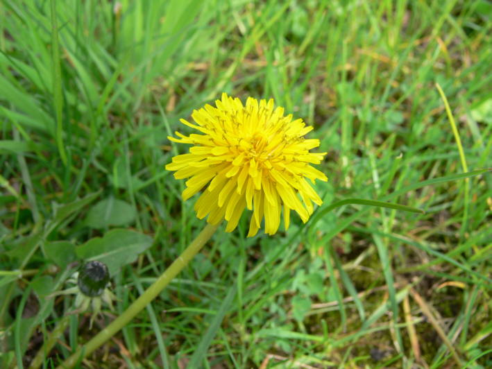 Lwenzahn