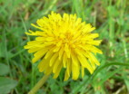 Lwenzahn01
