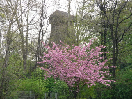Nelkenkirsche