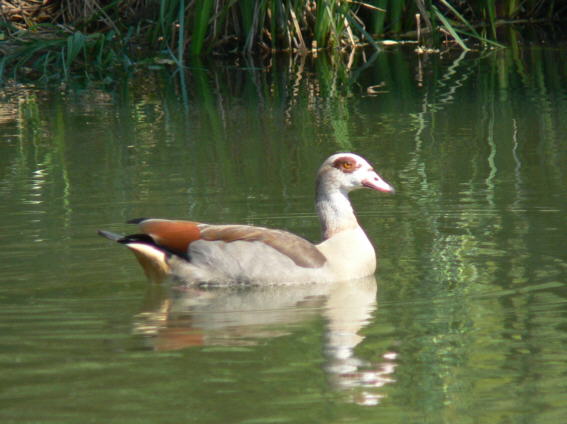Nilgans
