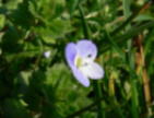 Persicher_Ehrenpreis_2