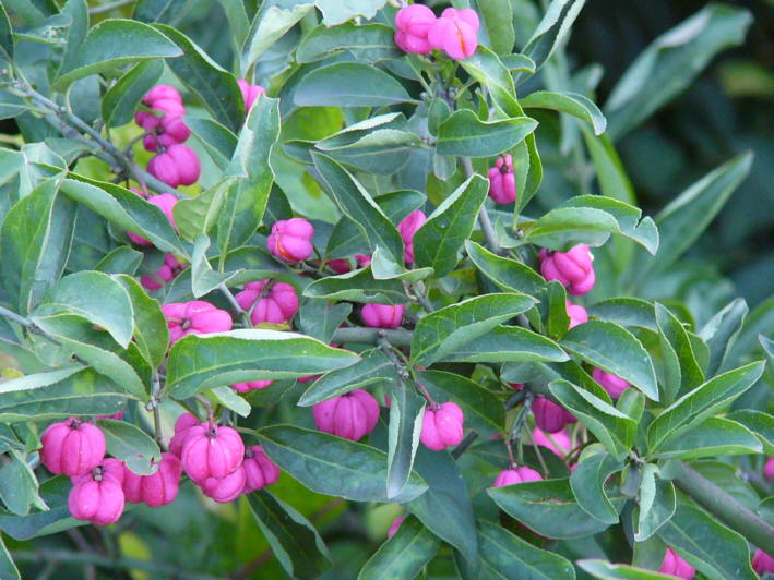 Pfaffenhtchen