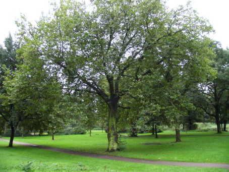 Platane