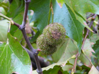 Platane02
