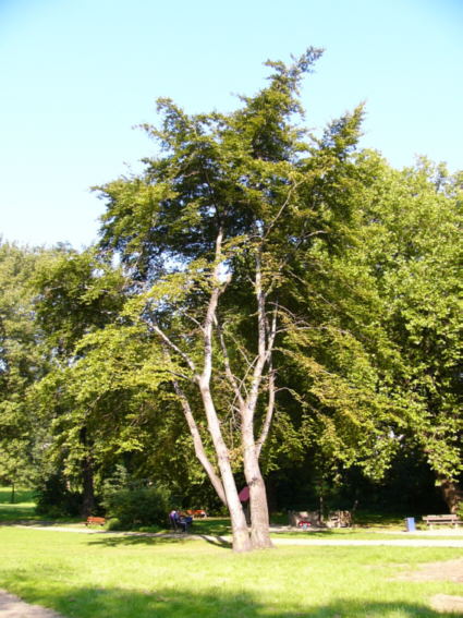 Rotbuche