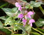 Rote-Taubnessel02
