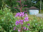 Schmalbltteriges-Weidenrschen_2