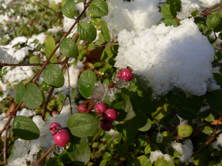 Schneebeere