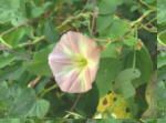 Ackerwinde2