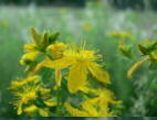 Echtes_Johanniskraut2