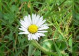 Gnseblume03