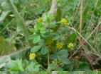 Gelber-Ackerklee2