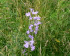 Glockenblumen2