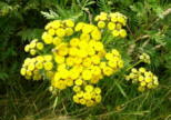 Rainfarn3