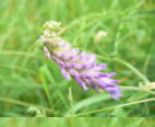 Vogelwicke_2