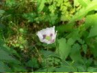 W-Mohn01