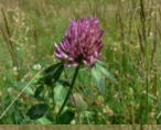 Wiesenklee02