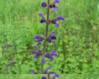 Wiesensalbei_2