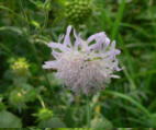 Witwenblume2