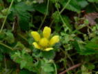 ind.Scheinerdbeere2