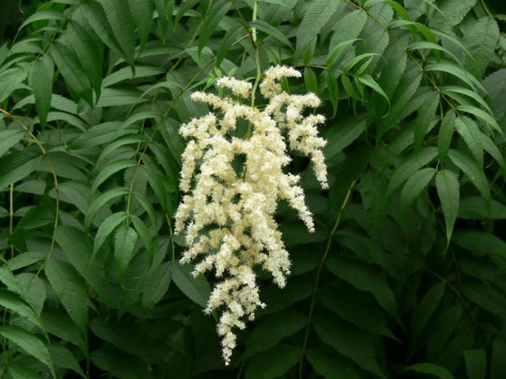Sibirische Federspiere02