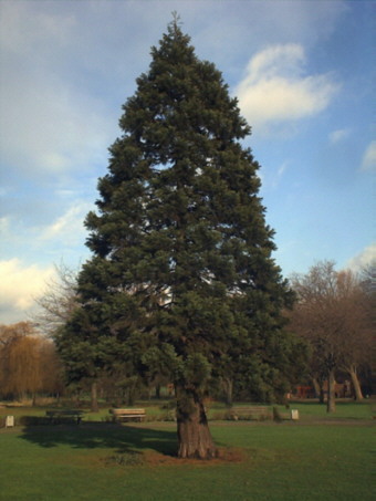 Sicheltanne02