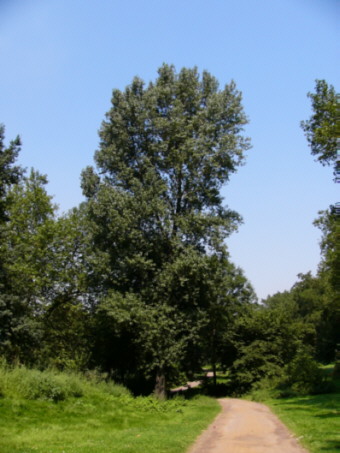 Silberpappel