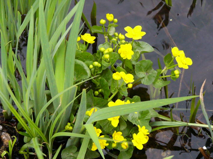 Sumpfdotterblume01