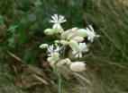 Taubenkropf_Lichtnelke2